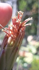 Scorzonera angustifolia