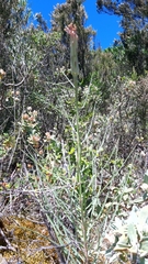 Scorzonera angustifolia