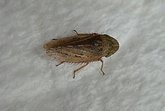 Auchenorrhyncha