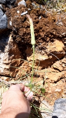 Scorzonera angustifolia