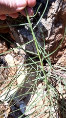 Scorzonera angustifolia