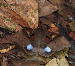 Ischyja inferna