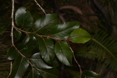 Nothofagus moorei