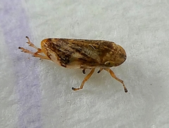 Auchenorrhyncha