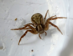 Araneae