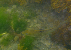 Notolabrus celidotus