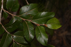 Nothofagus moorei