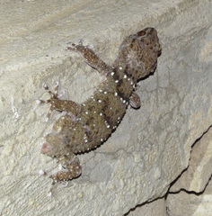 Chondrodactylus
