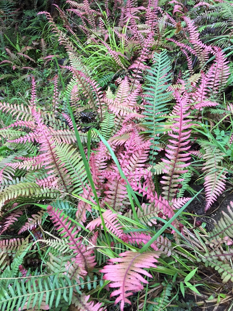common rasp fern