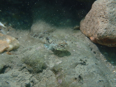 Pomatoschistus pictus