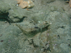 Pomatoschistus pictus
