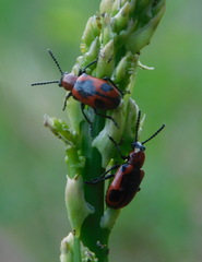 Crioceris quinquepunctata