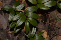 Drymophila moorei