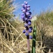 Common Grape Hyacinth - Photo (c) Alenka Mihoric, some rights reserved (CC BY-NC), uploaded by Alenka Mihoric