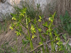 Helleborus multifidus istriacus