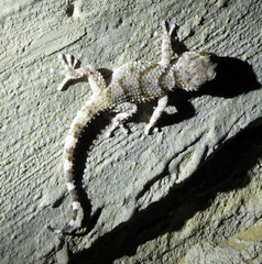 Chondrodactylus