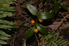 Drymophila moorei