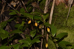 Drymophila moorei