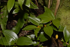 Drymophila moorei