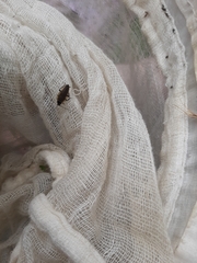 Ectobius erythronotus