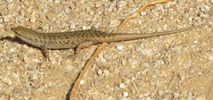Trachylepis variegata