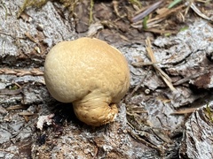Cryptoporus