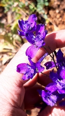 Delphinium pentagynum