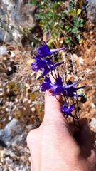 Delphinium pentagynum