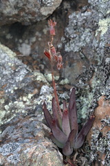 Cotyledon orbiculata dactylopsis