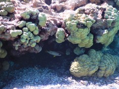 Lutjanus monostigma