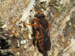 Rhodanthidium