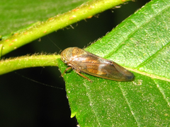 Drabescus