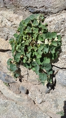 Asarina procumbens