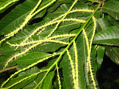 Castanea crenata