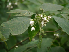 Strobilanthes heyneana