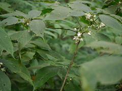 Strobilanthes heyneana