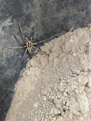 Hogna coloradensis