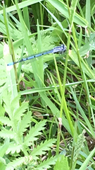 Coenagrion puella