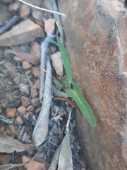 Aristolochia thozetii