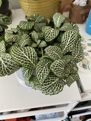Fittonia