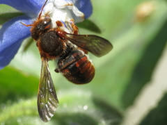Rhodanthidium