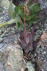 Cotyledon orbiculata dactylopsis