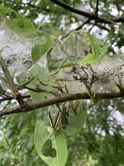 Yponomeutidae