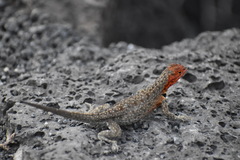 Microlophus bivittatus