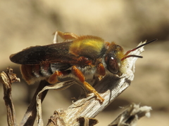 Rhodanthidium