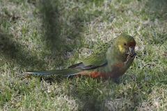 Platycercus icterotis icterotis