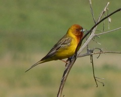 Emberiza bruniceps