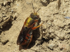 Rhodanthidium