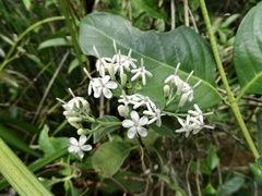 Tarenna mollissima