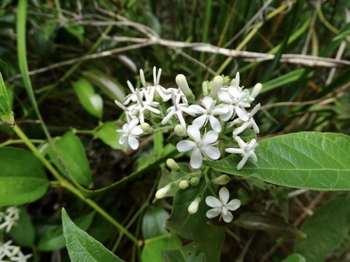 Tarenna mollis